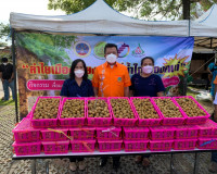โครงการ “ลำไยเมืองเชียงราย สู่น้ำใจเมืองคนดี” กิจกรรมเชื่อมเ ... พารามิเตอร์รูปภาพ 2