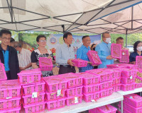 สุราษฎร์ธานี หนุนเสริมเกษตรกรภาคเหนือ ลดปัญหาความเดือดร้อนเก ... พารามิเตอร์รูปภาพ 2