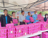 สุราษฎร์ธานี หนุนเสริมเกษตรกรภาคเหนือ ลดปัญหาความเดือดร้อนเก ... พารามิเตอร์รูปภาพ 7