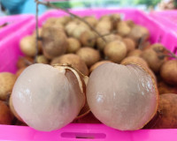 สุราษฎร์ธานี หนุนเสริมเกษตรกรภาคเหนือ ลดปัญหาความเดือดร้อนเก ... พารามิเตอร์รูปภาพ 9