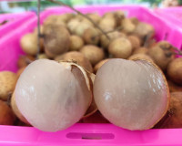 สุราษฎร์ธานี หนุนเสริมเกษตรกรภาคเหนือ ลดปัญหาความเดือดร้อนเก ... พารามิเตอร์รูปภาพ 10