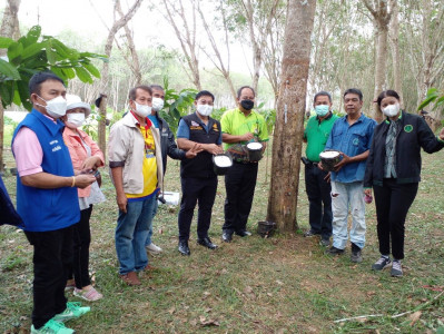 รองผู้ว่าสุราษฎร์ ลงพื้นที่รับชมการสาธิตเก็บน้ำยางโดยใช้แก๊ส ... พารามิเตอร์รูปภาพ 1