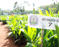ตรวจเยี่ยมแปลงเพาะพันธุ์และจำหน่ายต้นกล้าปาล์มน้ำมันของเอกชน ... พารามิเตอร์รูปภาพ 6