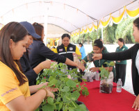 หน่วยงานสังกัดกระทรวงเกษตรและสหกรณ์ในพื้นที่จังหวัดสุราษฎร์ธ ... พารามิเตอร์รูปภาพ 11