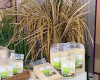 รองผู้ว่าราชการจังหวัดฯ ตรวจความพร้อมบูธนิทรรศการของ จ.สุราษ ... พารามิเตอร์รูปภาพ 1