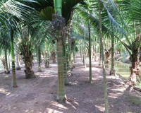 ผู้ว่าราชการจังหวัดสุราษฎร์ธานี ต้อนรับ รมช.มหาดไทย ตรวจเยี่ ... พารามิเตอร์รูปภาพ 6