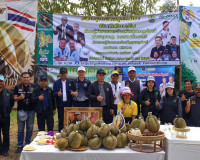 ผู้ว่าฯ สุราษฎร์ธานี ลงพื้นที่ตรวจเยี่ยมสวนทุเรียน ของสมาชิก ... พารามิเตอร์รูปภาพ 3