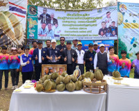 ผู้ว่าฯ สุราษฎร์ธานี ลงพื้นที่ตรวจเยี่ยมสวนทุเรียน ของสมาชิก ... พารามิเตอร์รูปภาพ 8