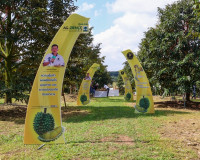 ผู้ว่าฯ สุราษฎร์ธานี ลงพื้นที่ตรวจเยี่ยมสวนทุเรียน ของสมาชิก ... พารามิเตอร์รูปภาพ 12