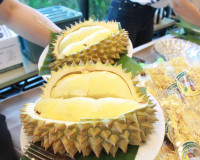 สมาคมการค้าทุเรียนไทยอัตลักษณ์ชุมชน เปิดเวทีเสวนา “SURAT DUR ... พารามิเตอร์รูปภาพ 7