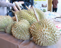 สมาคมการค้าทุเรียนไทยอัตลักษณ์ชุมชน เปิดเวทีเสวนา “SURAT DUR ... พารามิเตอร์รูปภาพ 14