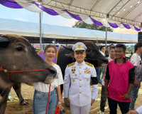 รองผู้ว่าฯ สุราษฎร์ธานี มอบถ้วยพระราชทานฯ ในกิจกรรมการประกวด ... พารามิเตอร์รูปภาพ 7