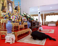 รองผู้ว่าราชการจังหวัดสุราษฎร์ธานี เป็นประธานพิธีบำเพ็ญกุศลส ... พารามิเตอร์รูปภาพ 3