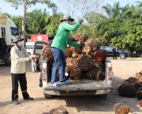 ผู้ว่าฯ สุราษฎร์ธานีตรวจเยี่ยมลานเทปาล์มน้ำมัน ภายหลังออกประ ... พารามิเตอร์รูปภาพ 8
